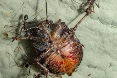 1_ants