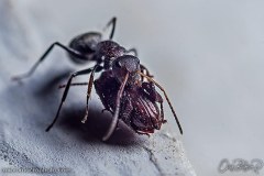 ANT001