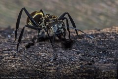 Camponotus sericeiventris by Oscar Blanco (micromacrophoto.com)