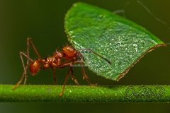 ant-2