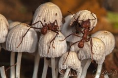 ants1