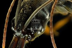 trapjaw-ant-odontomachus-bauri-close-up-costa-rica