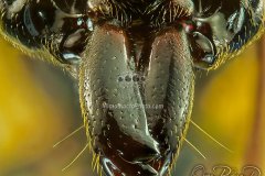 trapjaw-ant-odontomachus-bauri-close-up-costa-rica_0