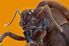 wasp
