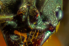 wasp002