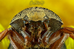 1_beetle001