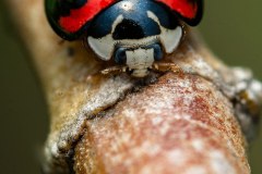 1_ladybug1