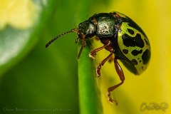 2_beetle001
