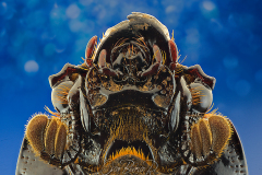 Oileus-rimator-bess-beetle-bottom-of-head-Costa-Rica