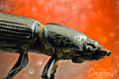 Oileus-rimator-bess-beetle-profile-Costa-Rica