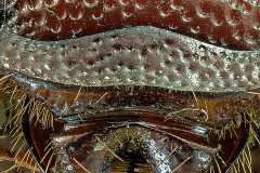 Phyllophaga-jaw-close-up-May-Beetle