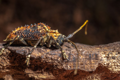 beetle-Polyrhaphis-batesi2