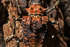 beetle-Polyrhaphis-batesi3