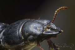 beetle001