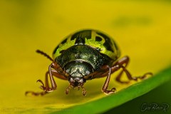 beetle002