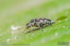 beetle003