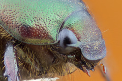 beetle016