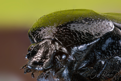 black-beetle-001