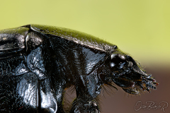 black-beetle-002