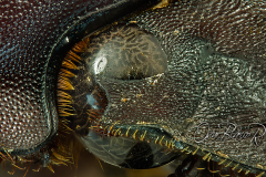 dung-beetle-Scarabaeoidea001