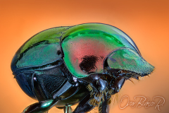 gold-beetle-1