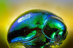 gold-beetle