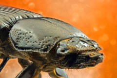 hissing-beetle