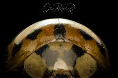 ladybug1
