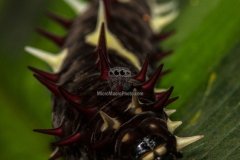 caterpillar002_0
