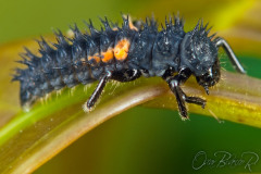 caterpillar011