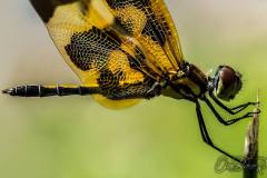 10012740_728475820516590_928652997_o