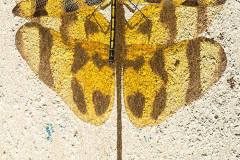 1625763_730492780314894_1417603290_n