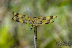 1913254_727788637251975_1333770274_o