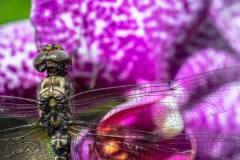 894441_653928974637942_1561705712_o