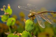 919113_638222262875280_430251236_o