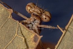 damselfly001