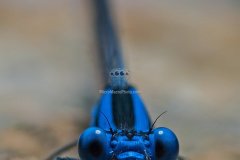 damselfly005