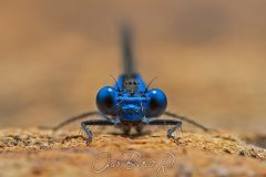 damselfly006