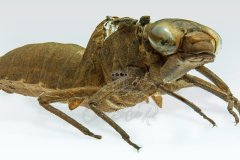 dragonfly-nymph-shell