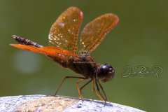 dragonfly002_0