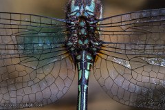 dragonfly004