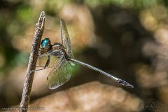 dragonfly005
