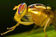 fly