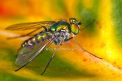 fly