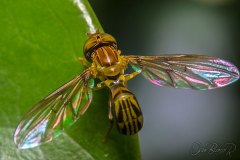 OBR_3591