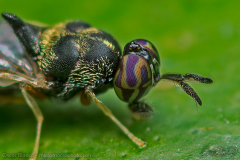 SMALL-FLY005