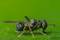 SMALL-FLY006