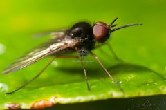 fly