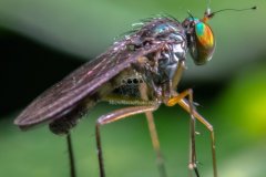 fly004