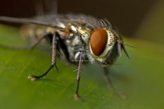 fly